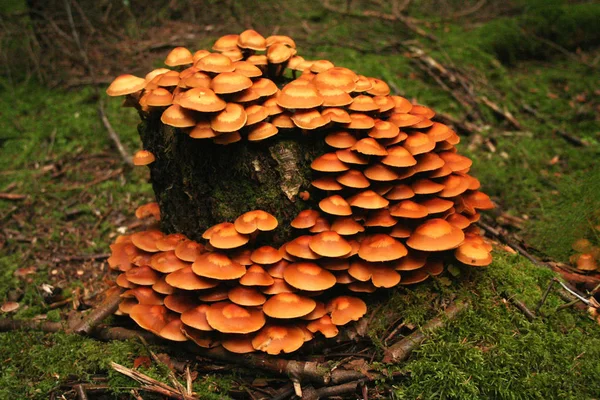 Опоясанная древесина, Kuehneromyces mutabilis . — стоковое фото