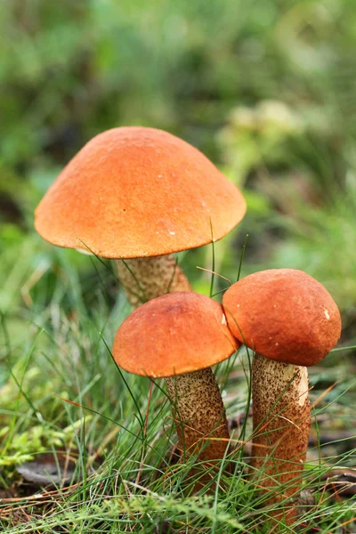 Leccinum aurantiacum mushrums — стоковое фото