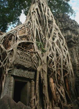 Tomb Raider kapısı Kamboçya Angkor alanında Ta Prohm Tapınağı'nda sözde