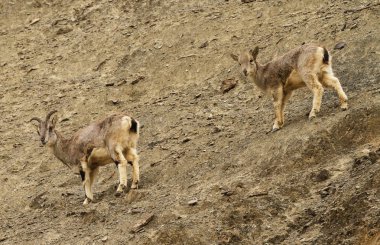 İki bharals veya mavi koyun Pseudois nayaur Ladakh Hindistan Rumbak Vadisi'nde. Hemis yüksek irtifa Milli Parkı.