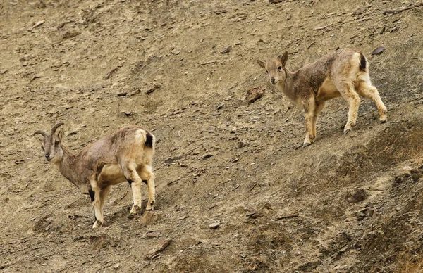 Two Bharals Blue Sheep Pseudois Nayaur Rumbak Valley Ladakh India — Stock Photo, Image