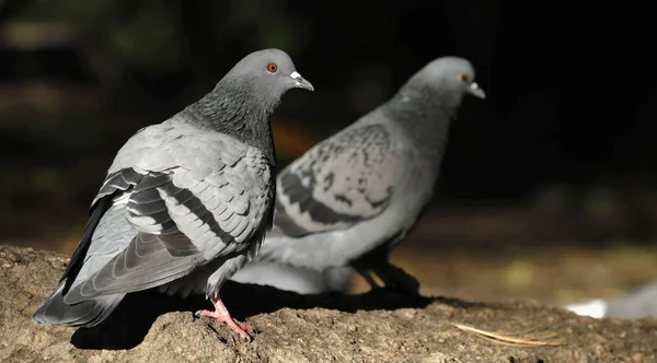 Couple Pigeons Sauvages Columba Livia Domestica Marchant Sur Sol Finlande — Photo
