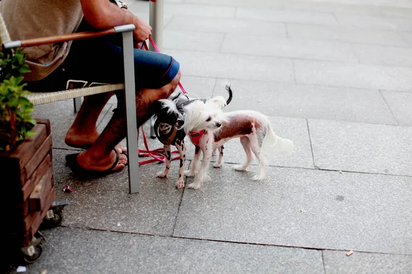 Barcelona'da küçük köpekler