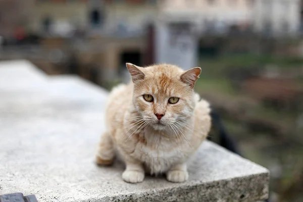 Sad red cat sit on the street. Animals in Italy