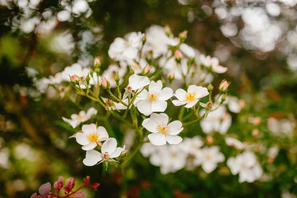 Flores blancas crecen en la hierba —  Fotos de Stock