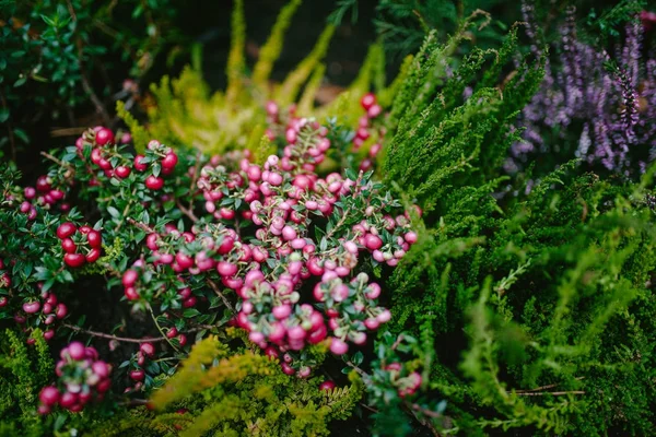 Bayas rosadas en la hierba —  Fotos de Stock