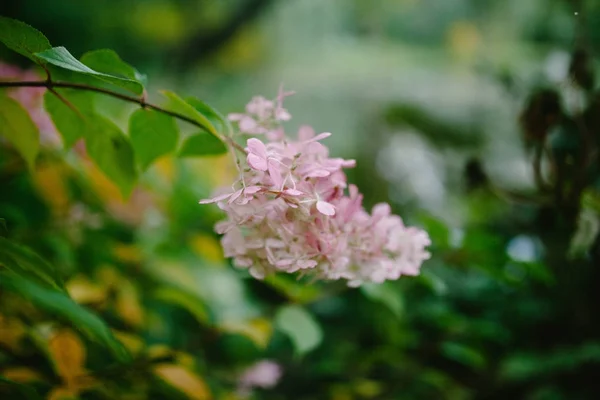 Flor rosa en un árbol —  Fotos de Stock