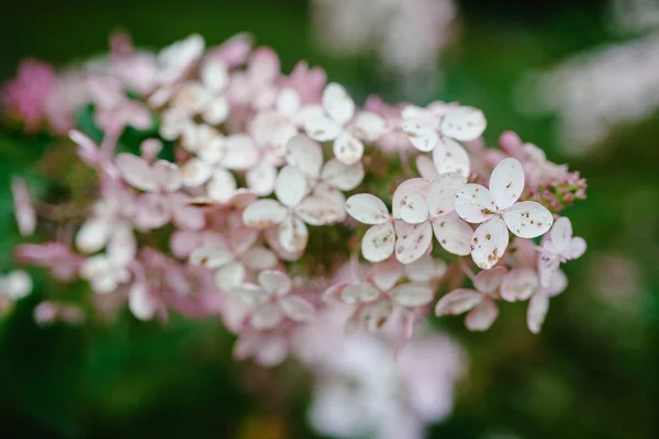 Flor rosa en un árbol —  Fotos de Stock