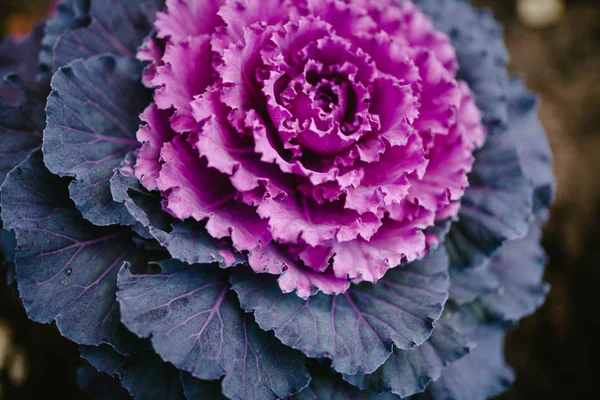 Decorative purple cabbage — Stock Photo, Image