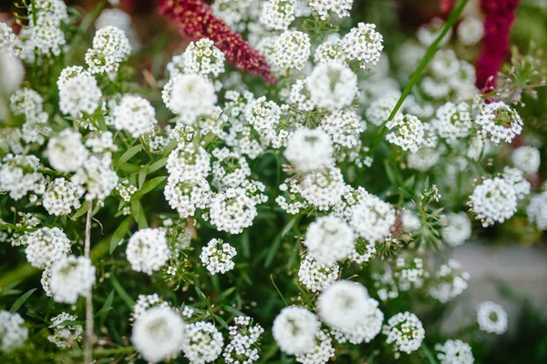 Flores brancas crescem na colmeia — Fotografia de Stock