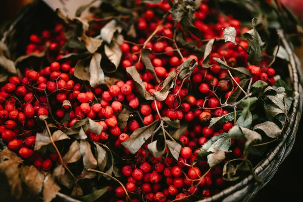 Small red berries in basket — Stock Photo, Image