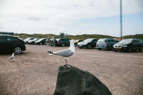 Gaviota de pie sobre piedra — Foto de Stock