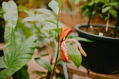 Olağandışı houseplant. doğa