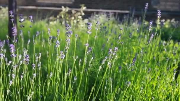 Grass and flowers sway in the wind — Stock Video