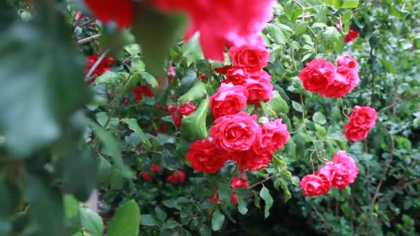 Ροζ τριαντάφυλλα που λικνίζονται στον άνεμο — Αρχείο Βίντεο