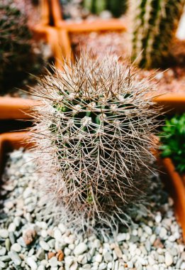 Bir tencerede Gruzoni kaktüs