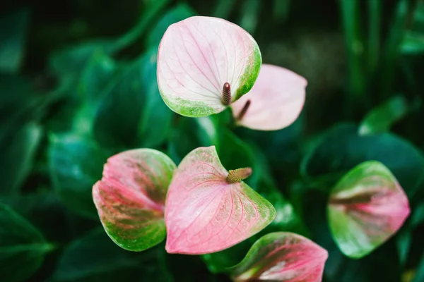 Anthurium flor en rosa —  Fotos de Stock