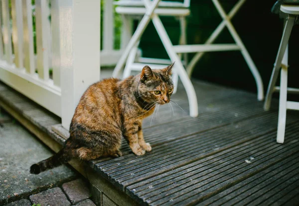 Чорно-червоний кіт сидить на вулиці — стокове фото