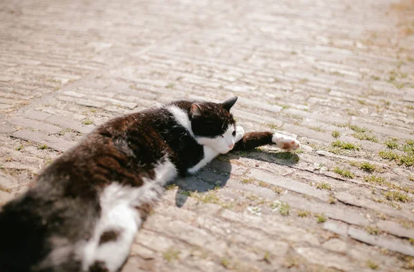 Svart och vit katt ligger på trottoaren — Stockfoto