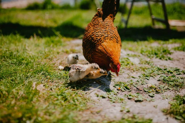 雌鶏および鶏ファーム — ストック写真