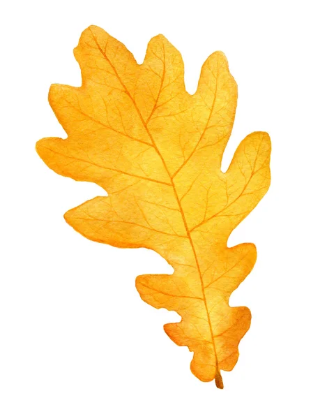 Krásné podzimní akvarel dubový list na bílém background.fall obrázek. — Stock fotografie