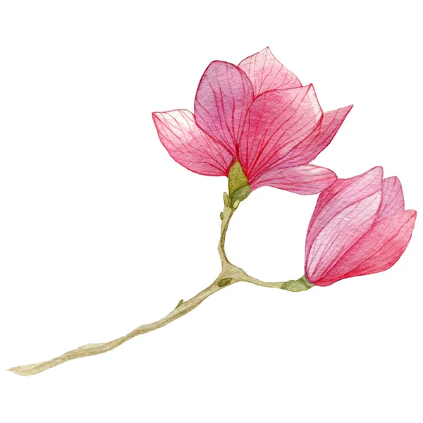 수채화 목련 flower.hand와 봄 배경 그려 식물 그림. — 스톡 사진