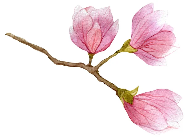 Ακουαρέλα ανθισμένα υποκατάστημα της δέντρο magnolia με τρία λουλούδια. χέρι που βοτανικό εικονογράφηση. — Φωτογραφία Αρχείου