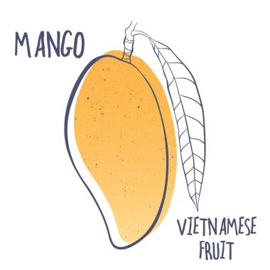 Mango simgesi. Vietnam tropikal meyve vektör Illustration. Broşür, Restoran Menü ve Pazar için Tasarla.