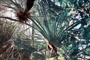 Alt görünümü ve palmiye ağaçlarının Botanik Bahçe. Soğuk tonlarda botanik arka plan.