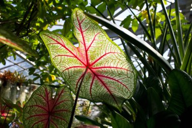 Güneşli tropikal arka plan üç renkli caladium ile bırakır. Yakın çekim görünümü.