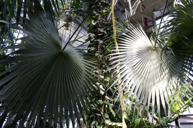 Palmiye yaprakları ile egzotik arka plan.