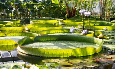 Botanik Garden.Giant nilüfer Victoria Amazonica yaprakları.