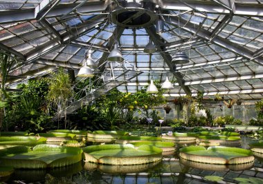 Su Bahçe su bitkinin farklı türleri ile güneş ışığı altında. Nilüferler, Victoria Amazonica, su sümbül.