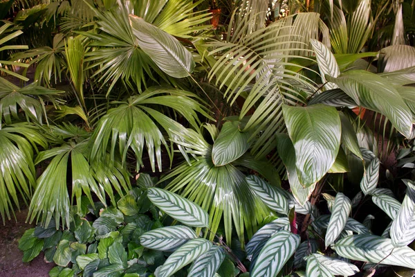 Nahaufnahme von verschiedenen Palmenblättern. Tropischer Hintergrund. — Stockfoto