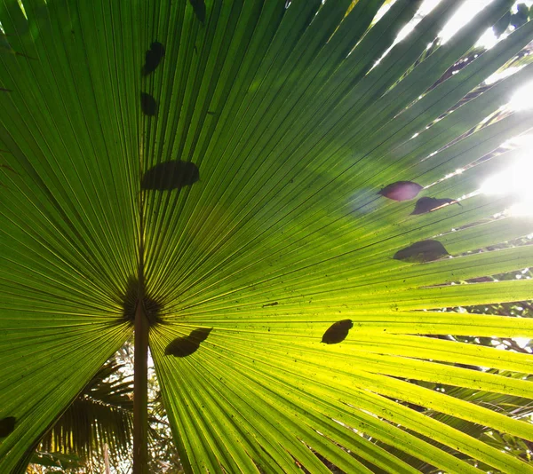 Textura de folha de palma verde. Vista de perto . — Fotografia de Stock