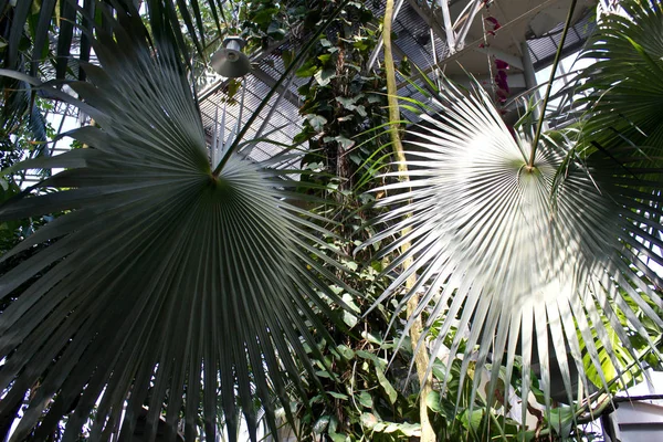 Palmiye yaprakları ile egzotik arka plan.