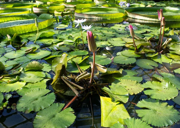 Fond botanique avec différentes espèces de plantes aquatiques. Nénuphars, Victoria Amazonica, Jacinthe d'eau . — Photo