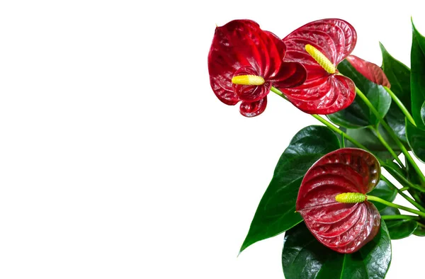 Červené anthurium květiny izolované na bílém pozadí. Tropické pozadí s prostorem pro text. — Stock fotografie