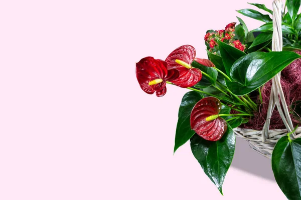 핑크 배경에앤 투 리 움. 짙은 녹색 잎 과붉은 꽃들. 최소한의 밝은 디자인. — 스톡 사진