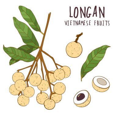 Longan renkli vektör seti. El çizimi tropikal Vietnam meyvesi çizimi.