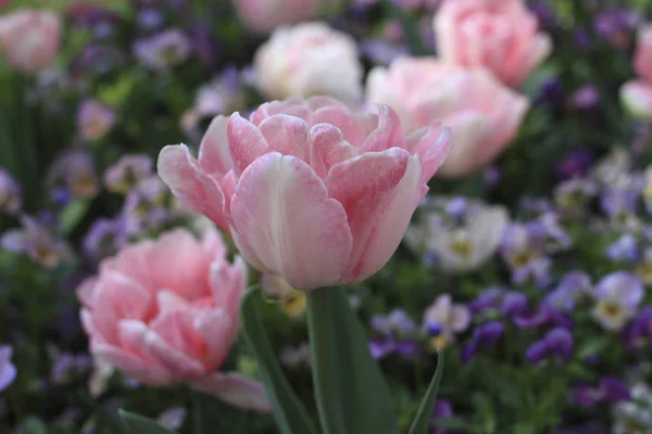  Açık tomurcukları ihale Pembe Laleler 