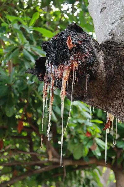 ahşap bir düğüm damlayan reçine