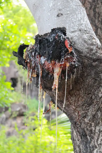 ahşap bir düğüm damlayan çok reçine