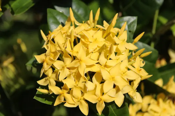 Tropiska gula blommor på en gren — Stockfoto