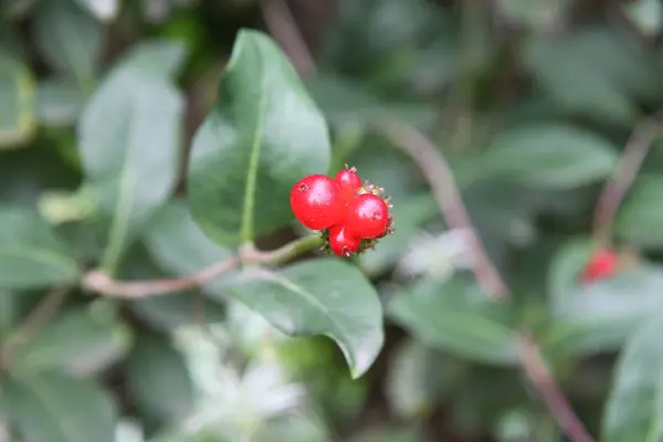 Wild Red berry bushes — Stock Photo, Image