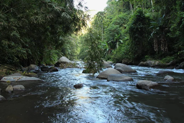 Dağ nehir orman ve bambu çalılıkları arasında