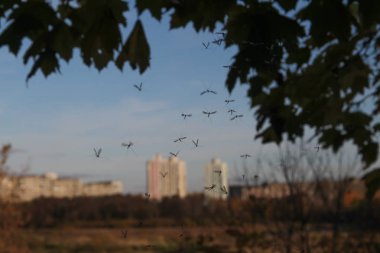Sivrisinekler geç sonbaharda gün batımında sinek
