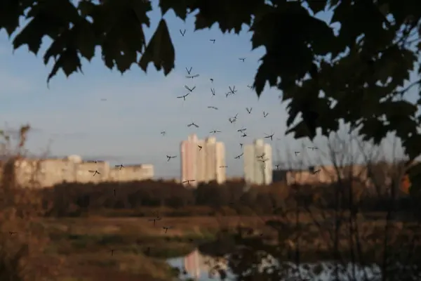 Sivrisinekler geç sonbaharda günbatımı zaman sinek