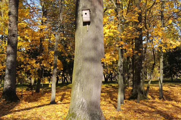 Sonbahar Park ağaçta kuş yuvası