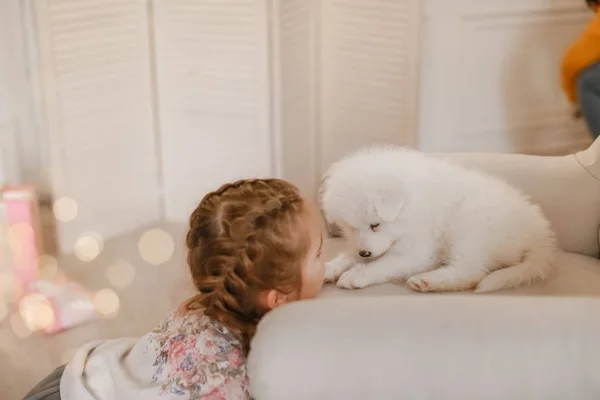 スタジオでかわいい子犬と少女 — ストック写真